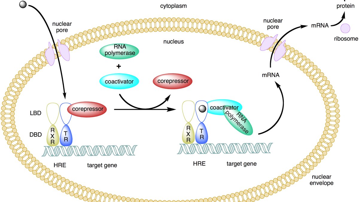 Receptor branching into distinct downstream signalling pathways — biased agonism and signalling selectivity, a Panacea Bio Chem research theme by Bogdan Dicoias